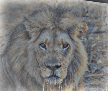 Lion High Frequencies