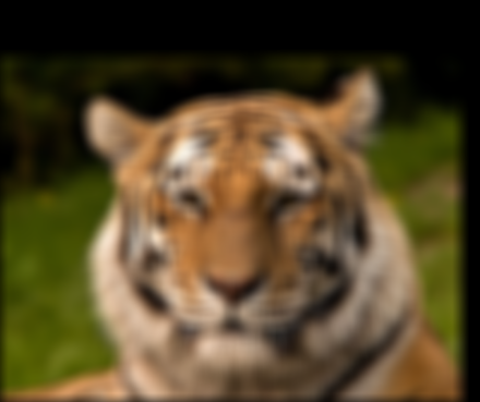 Tiger Low Frequencies